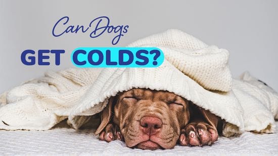 Can Dogs Get Colds?